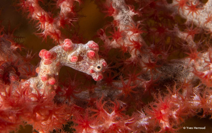 Pygmy seahorse