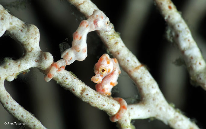 Two pygmy seahorses
