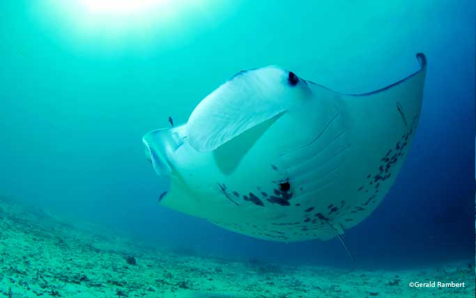 Manta.