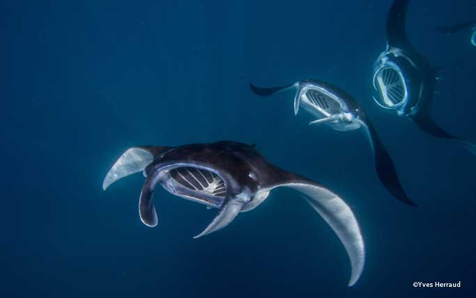 Train of mantas.