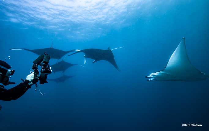 Photographer with mantas
